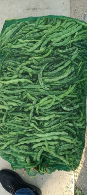 赤峰艾蒿批發(fā)電話號(hào)碼查詢-第1張圖片