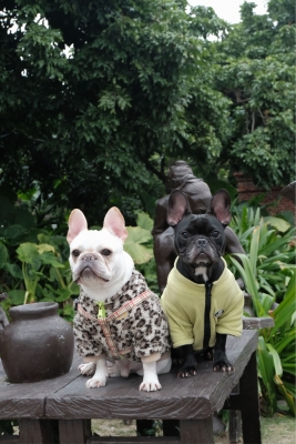 赤峰安馨寵物醫(yī)院電話號碼-第1張圖片