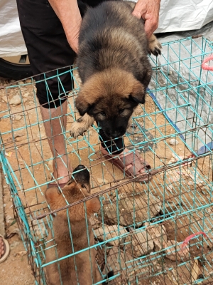 赤峰附近賣(mài)豬仔的電話(huà)號(hào)碼-第1張圖片