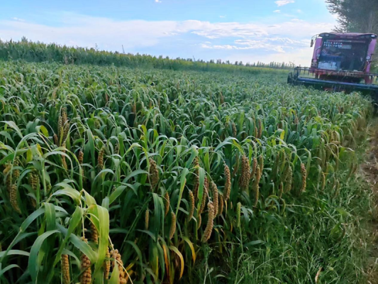 赤峰敖漢旗垃圾發(fā)電廠電話是多少-第1張圖片