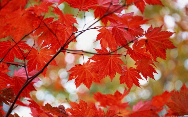 赤峰市楓葉城社區(qū)電話號碼-第1張圖片