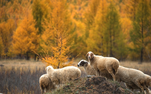 赤峰羊養(yǎng)殖廠地址電話號(hào)碼-第1張圖片