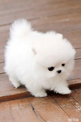 赤峰博美出售電話是多少號-第1張圖片