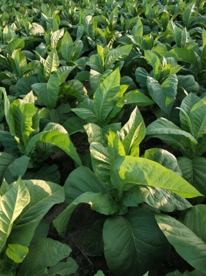 赤峰旱煙葉批發(fā)電話地址查詢-第1張圖片