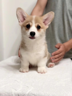 赤峰大孟寵物店電話號碼-第1張圖片