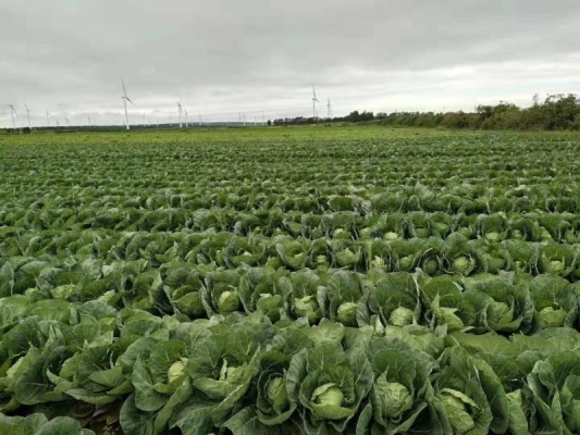 赤峰賣甘藍(lán)苗的地方電話號(hào)碼-第1張圖片