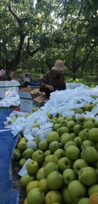 赤峰采摘園梨電話多少號(hào)-第1張圖片