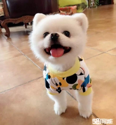 赤峰定制貓舍電話號碼查詢-第1張圖片