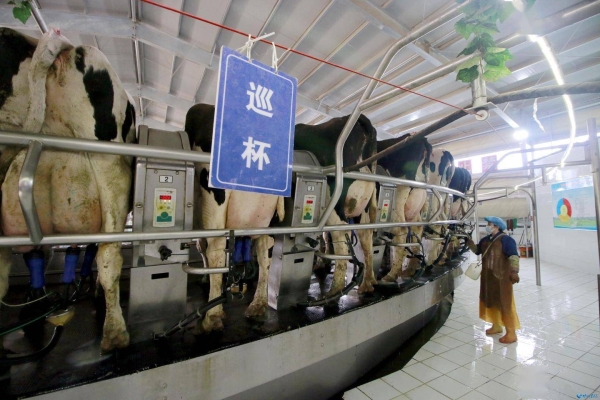 赤峰團(tuán)購(gòu)酸奶店地址電話(huà)號(hào)碼-第1張圖片