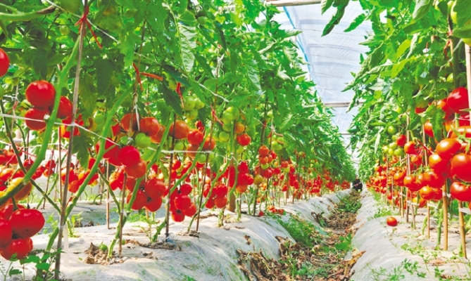 內(nèi)蒙赤峰采摘園電話多少號(hào)-第1張圖片