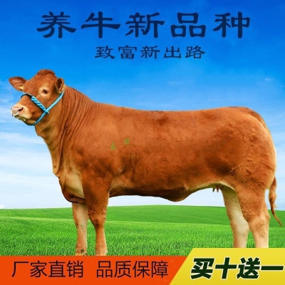 赤峰養(yǎng)牛場(chǎng)聯(lián)系電話-第1張圖片