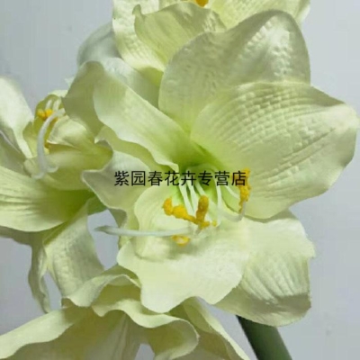 赤峰李大姐朱頂紅店電話號碼-第1張圖片