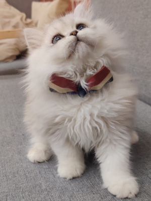 赤峰小貓咪領(lǐng)養(yǎng)中心電話號碼-第1張圖片