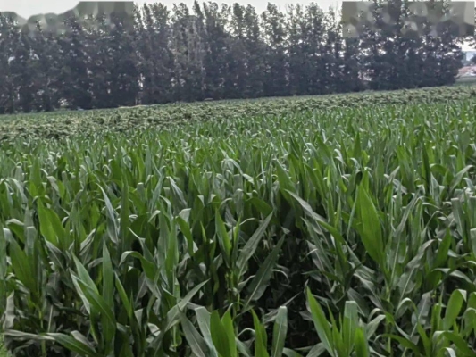 赤峰種植農(nóng)戶有電話號(hào)碼嗎-第1張圖片