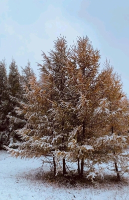 赤峰油料套種公司電話多少號(hào)-第1張圖片