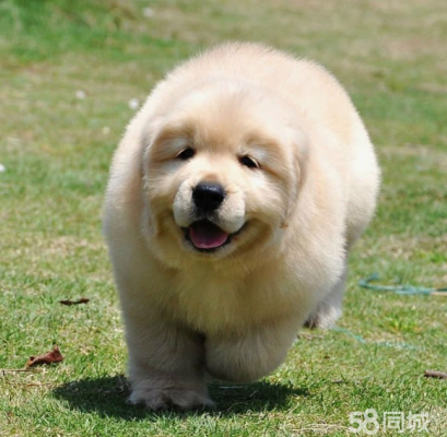 赤峰出售寵物狗電話地址查詢-第1張圖片