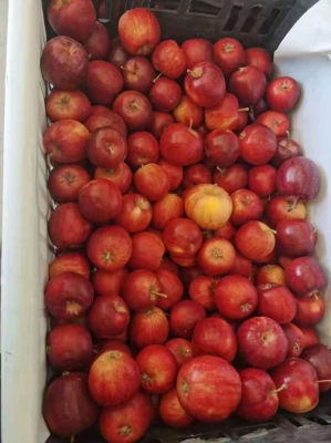 赤峰林西種子廠地址電話號(hào)碼-第1張圖片