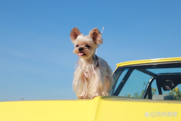 赤峰約克夏美容醫(yī)院電話號碼-第1張圖片