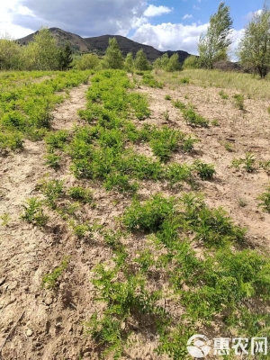 赤峰市出售木托盤電話號(hào)碼-第1張圖片