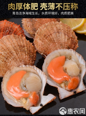 赤峰扇貝批發(fā)電話是多少號-第1張圖片