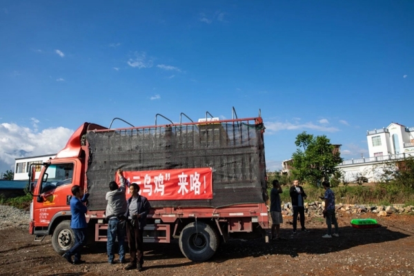 赤峰養(yǎng)殖烏雞基地電話號碼-第1張圖片