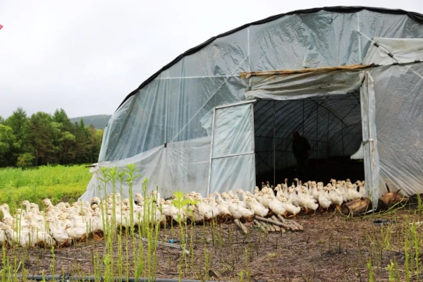 赤峰養(yǎng)鵝廠聯(lián)系電話號(hào)碼-第1張圖片