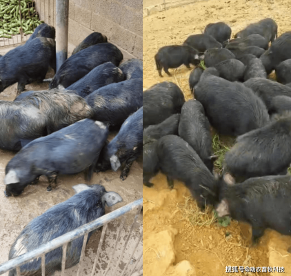 赤峰小黑豬仔豬場(chǎng)電話號(hào)碼-第1張圖片