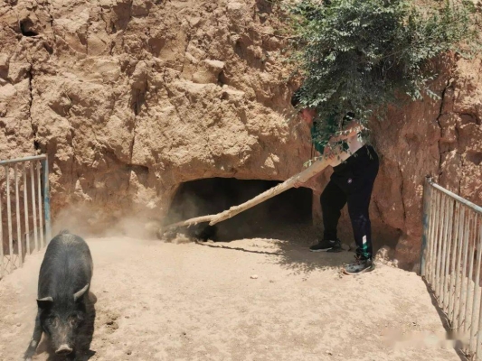 赤峰收豬經(jīng)紀(jì)人電話(huà)號(hào)碼-第1張圖片