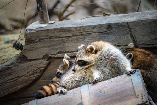 赤峰天鴻動(dòng)物園電話號(hào)碼-第1張圖片