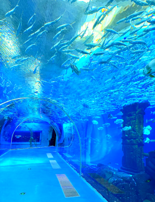 赤峰市海底樂園電話地址查詢-第1張圖片