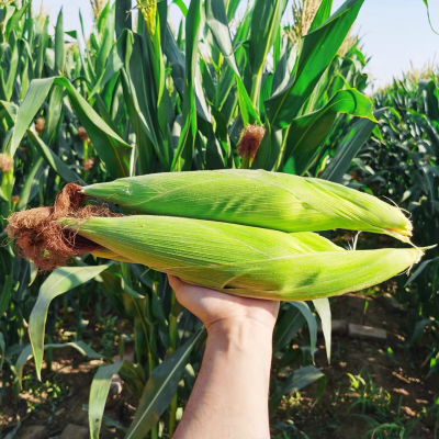 赤峰玉米帶皮收購(gòu)電話地址查詢-第1張圖片