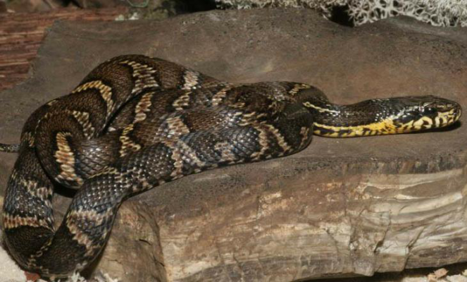 赤峰養(yǎng)犬辦理地點電話查詢號碼-第1張圖片