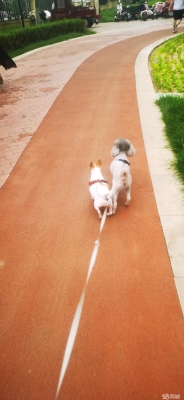 赤峰貓咪救援隊(duì)電話地址查詢-第1張圖片