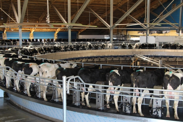 赤峰牛奶檢驗(yàn)員招聘電話號碼-第1張圖片