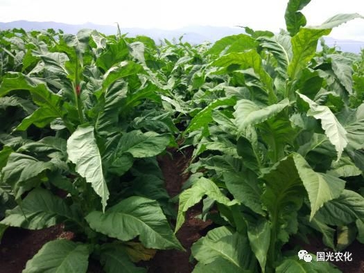 赤峰煙農(nóng)化肥廠電話號(hào)碼-第1張圖片