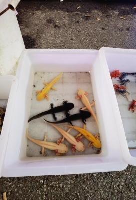 赤峰回收觀賞魚電話號(hào)碼-第1張圖片