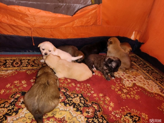 赤峰無(wú)償領(lǐng)養(yǎng)小動(dòng)物電話(huà)號(hào)碼-第1張圖片