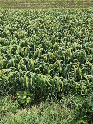 赤峰寧城收谷子電話號碼是多少-第1張圖片