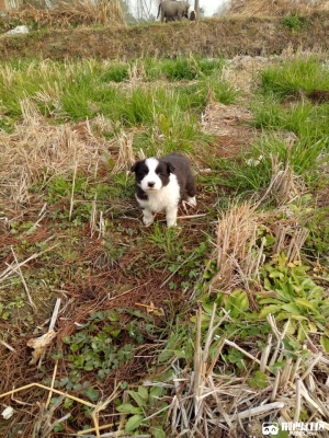 赤峰寧城邊牧出售電話地址查詢-第1張圖片