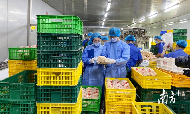 赤峰雞鴨鵝凍貨店地址電話號(hào)碼-第1張圖片