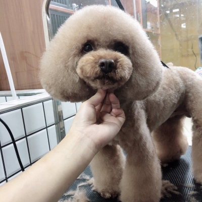 赤峰寵物寵物店地址電話號(hào)碼-第1張圖片