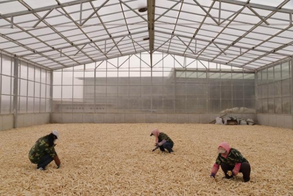 赤峰藥材基地電話多少號(hào)-第1張圖片