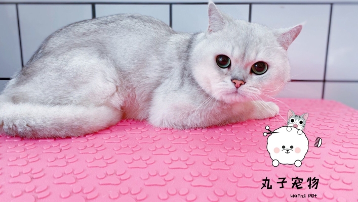 赤峰玖月寵物店電話(huà)號(hào)碼-第1張圖片