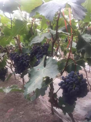 赤峰團(tuán)購(gòu)采摘園地址電話號(hào)碼-第1張圖片