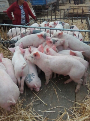 赤峰養(yǎng)豬場(chǎng)地址電話號(hào)碼-第1張圖片