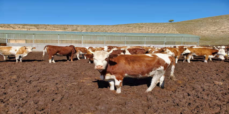 赤峰芝瑞鎮(zhèn)電話號碼是多少-第1張圖片