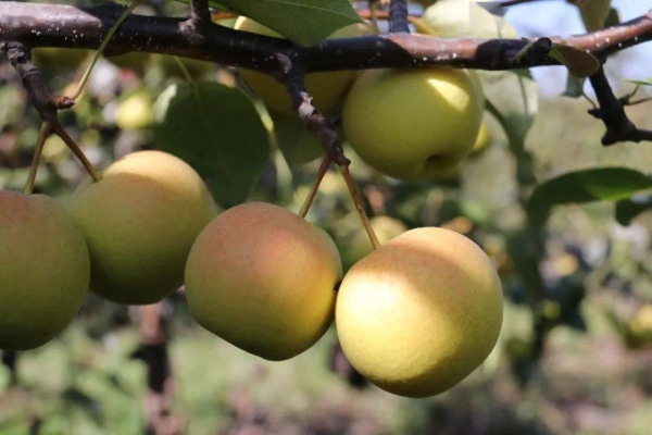 赤峰農(nóng)科院電話號碼是多少-第1張圖片