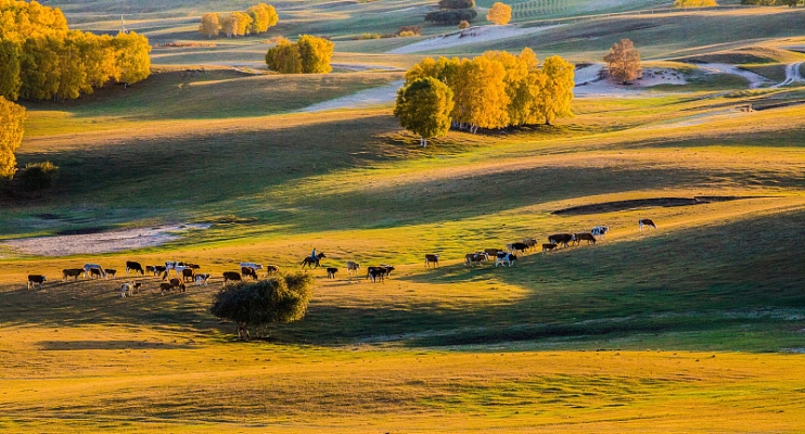 赤峰圖騰牧場旗艦店電話號碼-第1張圖片