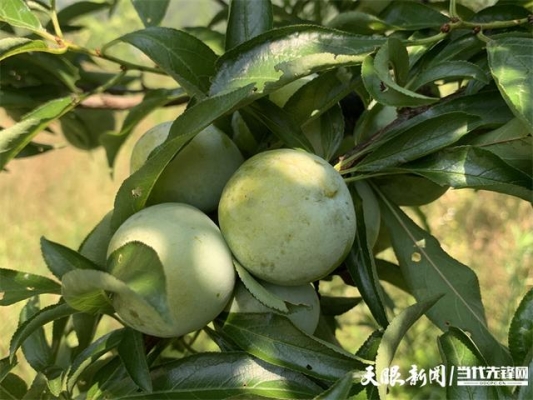 赤峰萬達(dá)采摘李子電話地址-第1張圖片