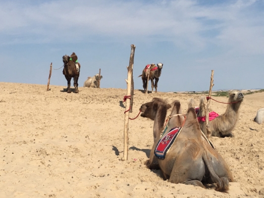 赤峰駱駝酒廠電話號碼多少號-第1張圖片